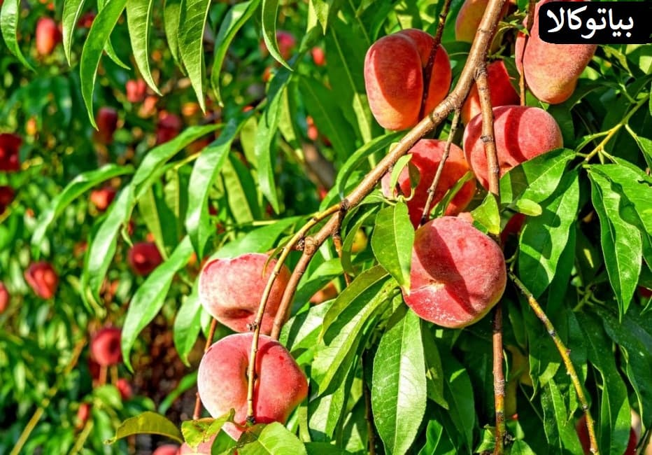 کاشت درخت در قزوین
